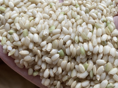 R8年産 新米】富山県産 幻のもち米（新大正糯米）自然栽培米 玄米 5kg