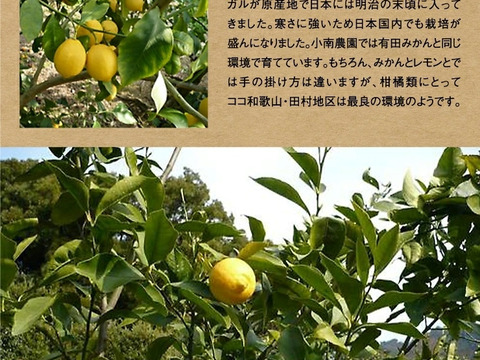 酸っぱーい！和歌山県有田産のレモン(1kg)