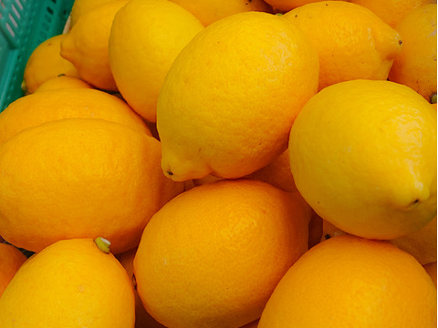 ビタミンたっぷり ワックス防腐剤不使用 日本平ソーラーレモン®約４キロ【静岡県産】