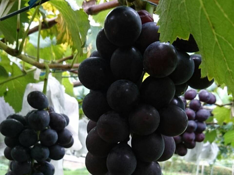 ✨🍇第一弾　2024ぶどう3種食べ比べセット🍇✨
　　　紅伊豆　・　ハニービーナス　・　巨峰
【ご家庭用・中房各１房入・計約1.3㌔位入】