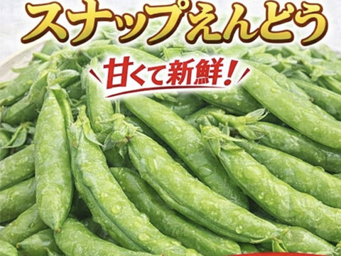 朝採れ 鹿児島県指宿産 スナップエンドウ 5kg（鹿児島県指宿市産）