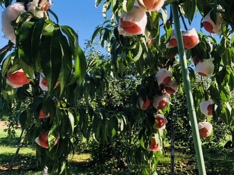 甘くてジューシー⭐︎桃源郷福島の『あかつき』（３kg箱12〜15個）【本州の方限定】