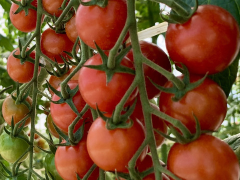 青森県板柳町産高糖度ミニトマト　栞