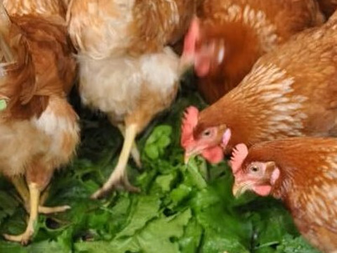 一滴でも美味しい！お山のたまご10個入り×2パック