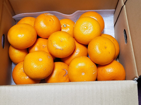 【訳ありだけど美味しさそのまま】せとか 3kg 愛媛県産