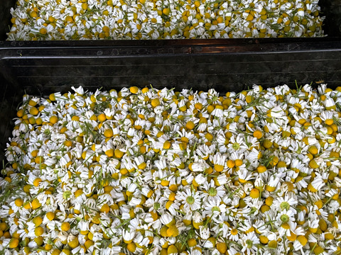 お得な価格へ！！
《希少》青りんごの香り！のリラックスハーブ🌿　農薬・化学肥料不使用の畑で生産しているので安心してティーにしていただけるジャーマンカモミール　１０ｇ