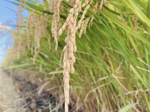 【玄米】玄米といえば！茨城県産　ミルキークイーン　3kg【低アミロース米】