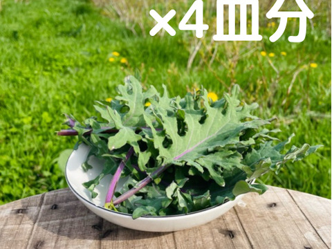 【自然栽培】道産ケール・200g （草の力だけで育てたこだわりの無肥料野菜）