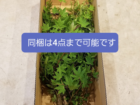 オーガニック花木予約販売 季節の枝モノでグリーン豊かな生活を アセビ 90 広島県産 食べチョク 農家 漁師の産直ネット通販 旬の食材を生産者直送