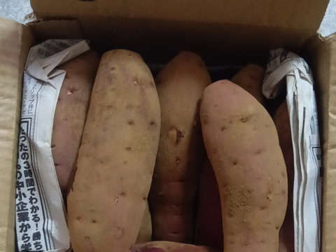 食べ頃サイズ❣️極甘　さつまいも
 千葉香取市産【紅はるか】1.8kg S/SSサイズ