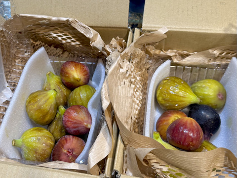 イチジク3種食べ比べ 糖度18%以上 ねっとり甘い 樹上完熟 朝採れイチジク800g(バナーネ・姫蓬莱・ヌアールドカロン) 栽培時農薬不使用