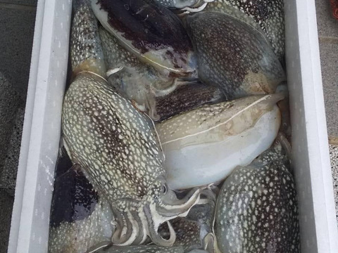 【コウイカ詰め合わせ】２〜８杯（約２kg）