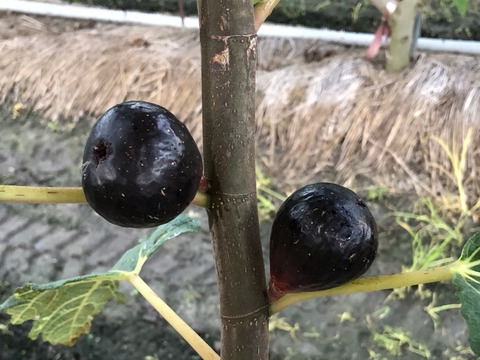 希少な黒いちじく「イスキアブラック」