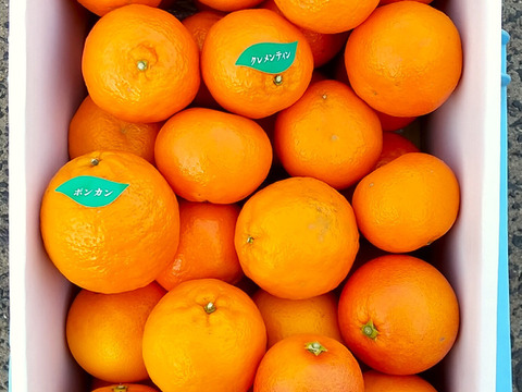 【柑橘食べ比べ】クレメンテイン・ブラッドオレンジ・ぽんかん詰め合わせ　家庭用5.0箱㎏