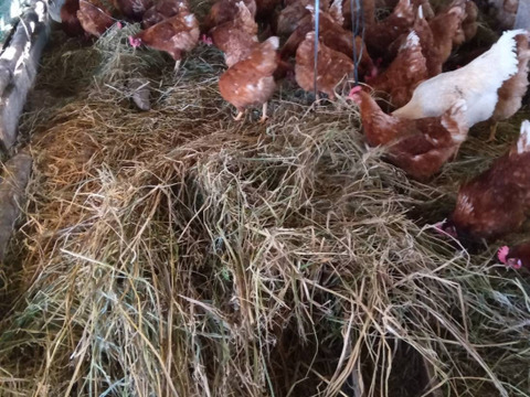 出荷日当日の朝採り新鮮お届け致します☆ 平飼い濃厚卵 岡崎おう