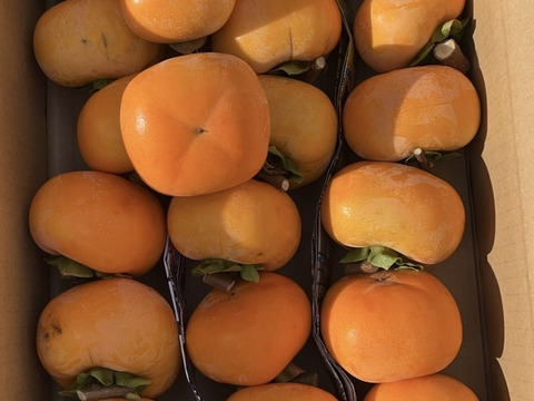 《干し柿用 渋柿》訳あり 平核無柿 3キロ箱