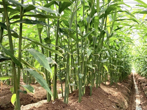 高知県産　朝採れ新生姜　2キロ