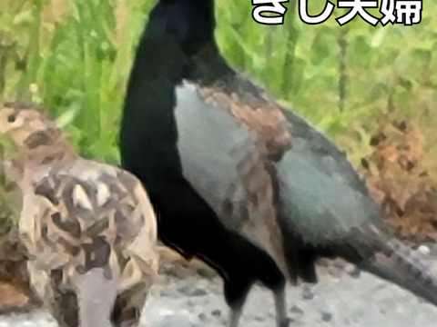 精米10kg令和6年産秋田こまち新米