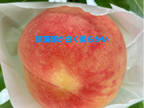 家庭用】山梨県産 白鳳 5~6玉：山梨県産の白桃｜食べチョク