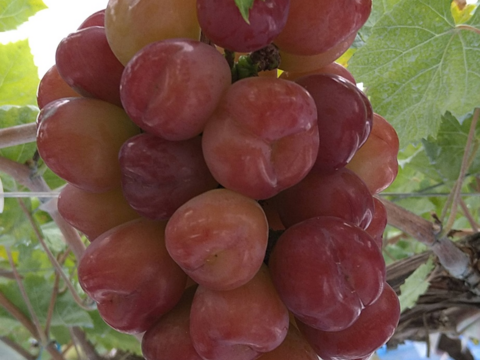 【超希少】牧丘天空の丘ブランド　シャインマスカットファミリーバラエティーセット