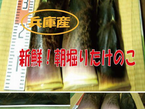 【最短発送】兵庫産朝掘りたけのこ3.5kg