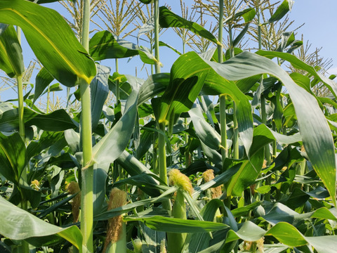 極甘ドルチェドリーム　朝採り直送！4.5kg以上 1本420~550gのとうもろこし12〜9本（皮付きのままの重量になります）