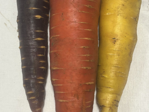 彩りにんじん3色セット　5kg