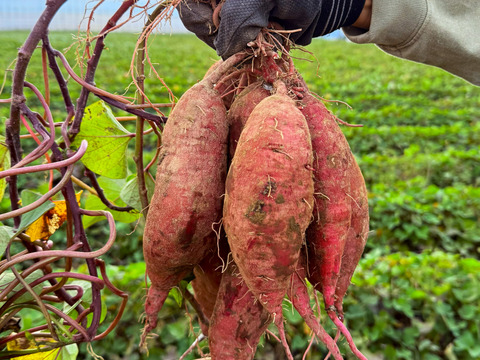 【母の日ギフト】🌷自然栽培 紅はるか🌷６ヶ月熟成の完熟芋で作った干し芋『蜜千姫』セット100gx5p