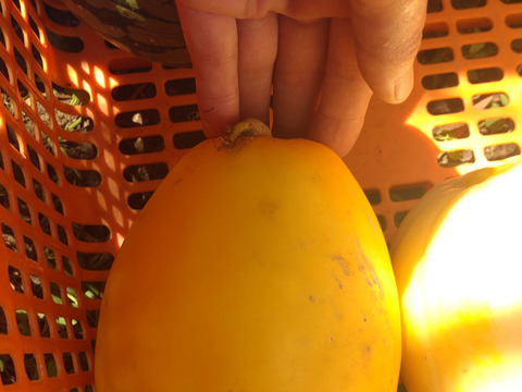 マクワウリ（１個）  どこか懐かしい味♪ ほんのり甘いマクワウリ☆チルド便