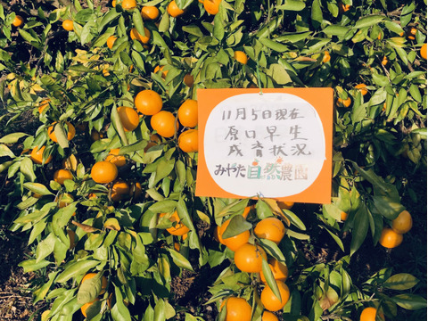 熊本発農薬不使用🍊  10kg ✖️２箱　宮川、原口早生　サイズフリー