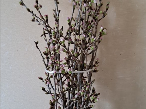 啓翁桜　信州から一足早い春を！