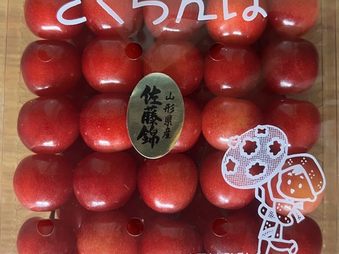 ☆特別価格☆山形県産さくらんぼ　佐藤錦　贈答用　500g