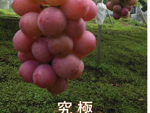 牧丘天空の丘 シャイン＆クインニーナ」 約1kg(2房) 10月7日～発送