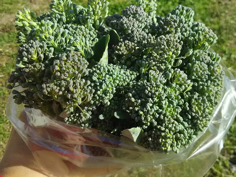 🐶🐶ワンちゃんのための手作り野菜セット🐶🐶🐾毎日パワー定期便🐾農薬と化学肥料を使わないで育てた野菜🥕🥦🍅✨✨✨