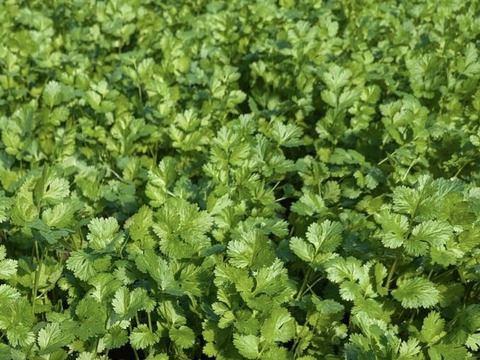 【60g】通年栽培！！今朝獲れ新鮮パクチー(*☻-☻*)
