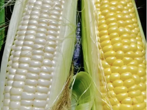南信州高原あま〜い！とうもろこし白3黄色3計6本　朝つみ！