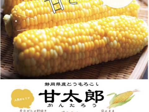 【朝どれ】『アロハ🤙でレンちん！コーンバイカラ』8〜10本【6月初旬から早期発送】※採れたて続く魔法のシートで全国発送でも朝どれ鮮度のトウモロコシを！
