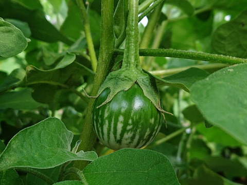 タイナス1.5kg ✽ グリーン茄子 農薬化学肥料不使用