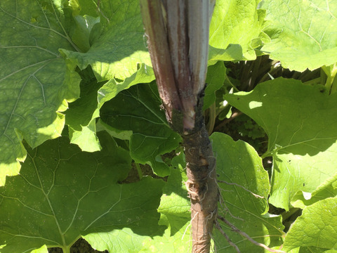 【まとめ買い用】当農園オススメ☆サラダごぼう１本☆アクがなく柔らかく美味しいごぼう☆数本まとめ買いも👌