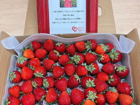 小粒訳あり!!(約1kg) とくしまオーガニックいちご・さちのか 1