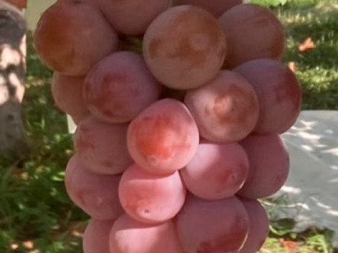 「五つの個性が奏でる、極上のハーモニー」最高級ぶどうセット　3Kg　限定2セットのみ