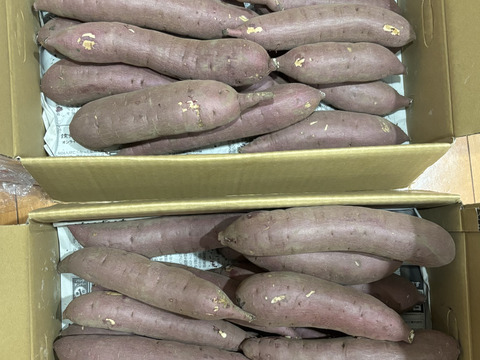 【厳選！5kg弱×2箱】ねっとり濃厚、密たっぷり熟成さつまいも🍠「べにはるか」（S/Mサイズ混合お任せセット）