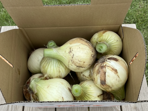 【淡路島直送】甘み凝縮！「淡路島産新玉ねぎ（品種：ターザン）」10kg（サイズ混合）