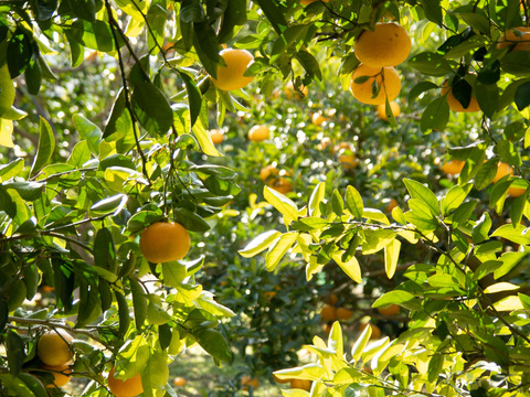 【予約】つぶつぶジューシーな果肉！広島県佐木島のはるみみかん7㎏【農薬・除草剤不使用】