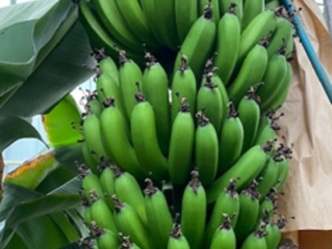 「定期販売」【訳アリ品】　甘くてねっとり　千葉県産房総バナナ　1.8kg（約10～20本）