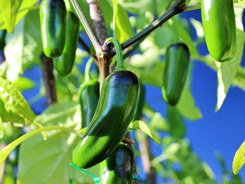 旨辛ピリッ！🌶刺激と香りの最強コンビ🔥ハラペーニョ❌ジャンボにんにくセット🧄自家製サルサ・タコス・BBQにぴったり🌮