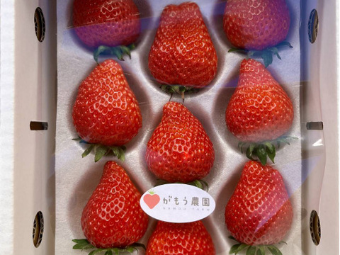 農家直送　採れたてのいちご食べたことある？　平詰め
完熟新鮮いちご　　とちおとめ