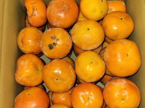 ☆彡秋の大豊作祭☆彡和歌山県かつらぎ町産富有柿(加工用)全サイズ10kg。