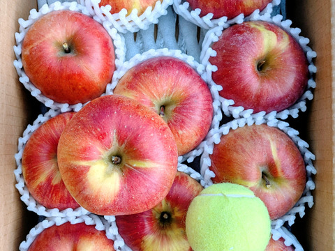 長野生まれのレア品種！大玉あいかの香り　約3kg