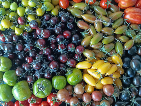 完熟カラフルトマト 約1.4kg【食べ比べ】【厳選10種以上】